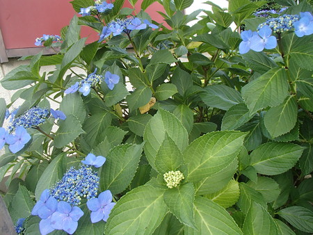 P6092727