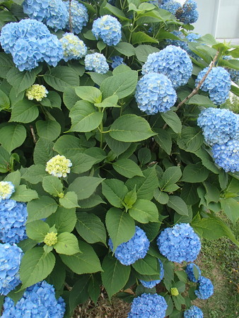 P6082715