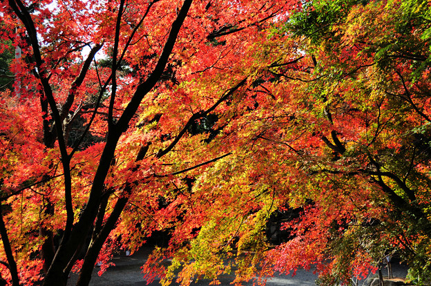 兵庫県 播州清水寺の紅葉 写真共有サイト フォト蔵