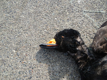 死亡したクロガモ雄