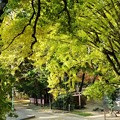 京都「公園」３