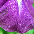 Raindrops on Japanese Iris 7-18-09