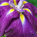 Raining on Japanese Iris 7-18-09