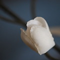 Orchid Bud 1-29-11