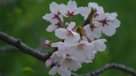 霧の朝の7分咲きの桜