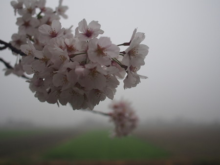 霧の朝の7分咲きの桜