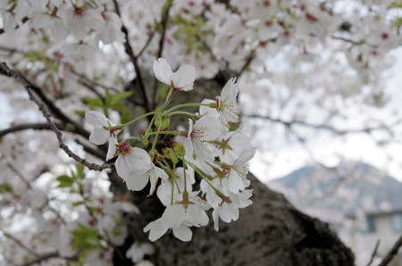 散り始めた桜
