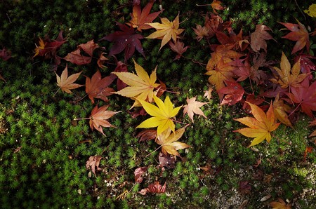 井山宝福寺の紅葉