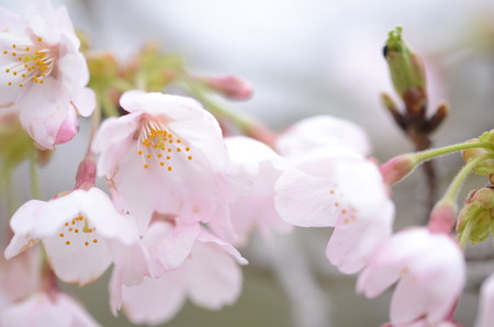 ほらーーーー!!!桜でょおおおお!!