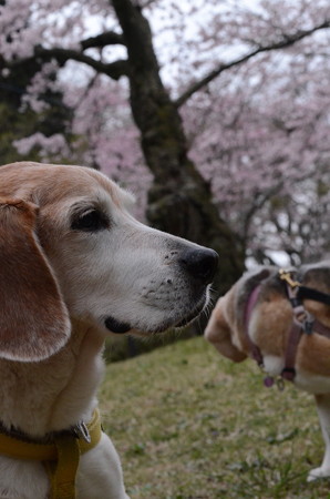 でも2匹同時は全然だめじゃん