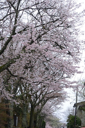 雨あがったぞ!桜撮影しまひょ!