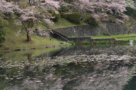 ここは睡蓮も見事に咲く公園です