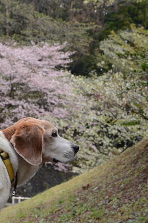 さーてまずはイケメンマリンと桜だよ!(相変わらずこっち向かないね~・苦笑)