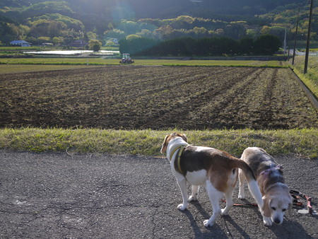 整地完了。そろそろ水田になりそうですね@ビーグルがいる南箱根の景色