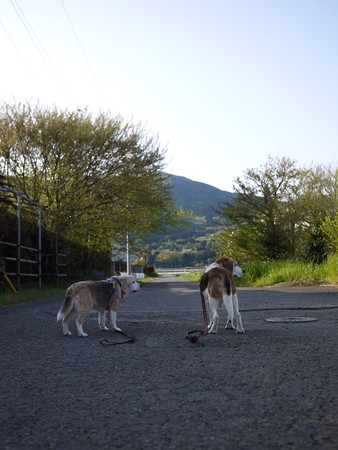 今日はいっぱい写真とるね@ビーグルがいる南箱根の景色