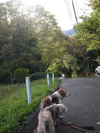 この道でよく写真撮ります@ビーグルがいる南箱根の景色