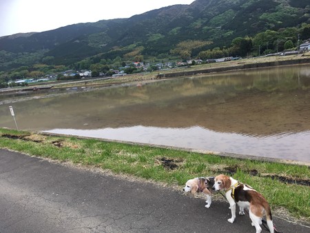 水田になったよ