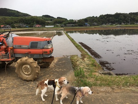 田植えとマリうみPhoto撮らないとね!