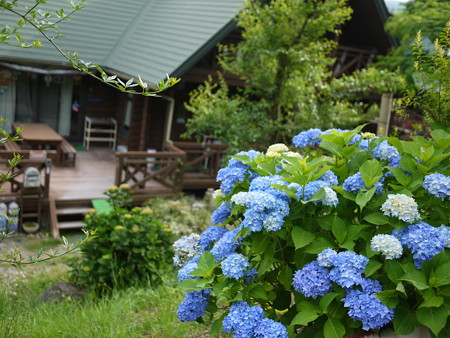 紫陽花と我が家
