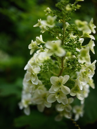 何紫陽花だろ?