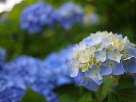 紫陽花の季節となりました