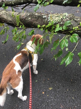 犬は通過(マリンは余裕)