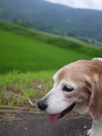 笑ってますが、暑いのです