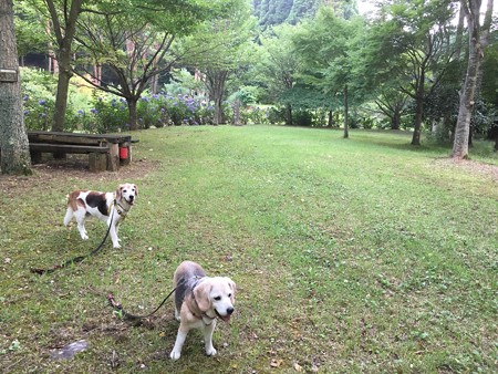 森の公園にて、やっぱり嬉しそうだね