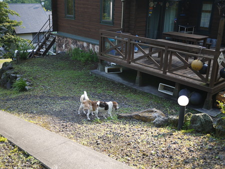 ほら、妻は散歩下がって歩くんでちゅよ