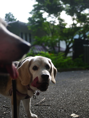食いしん坊の顔