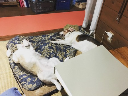 こうも違う夫婦の寝方