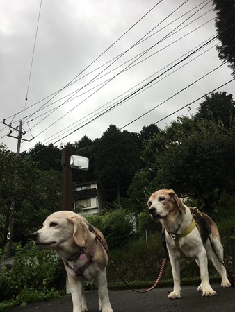 今日はどんより雲