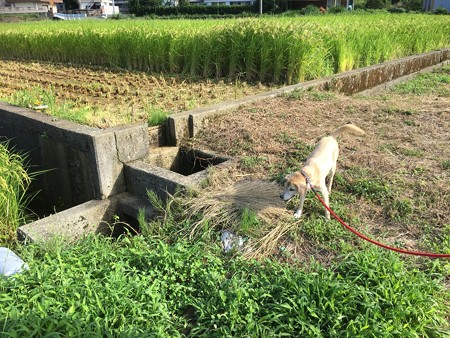ご機嫌なカレンちゃん
