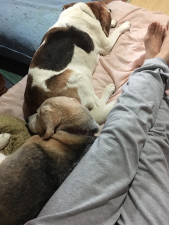群れは固まる、ギューギュー