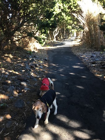 神池の周りの遊歩道を歩いてまっす