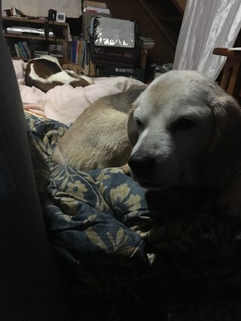 今日はぴったりんこせずにそれぞれで寝ている夫婦