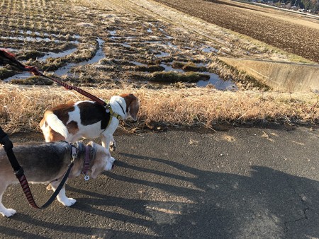 お日様パワーのお陰で雪がすっかり溶けてきました!