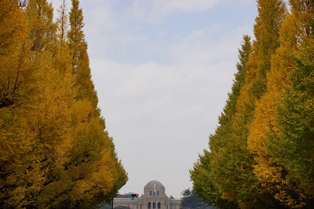 神宮外苑の秋