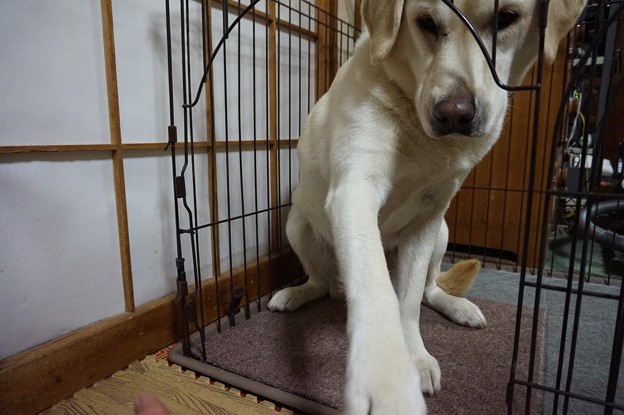 ふう太