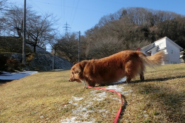 ダックス リモっこ