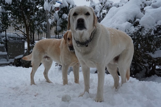 雪降り中