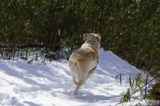 お山の残雪