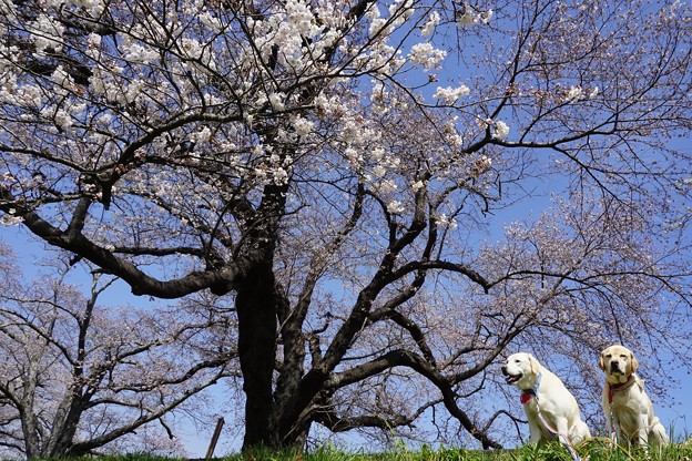 桜回廊