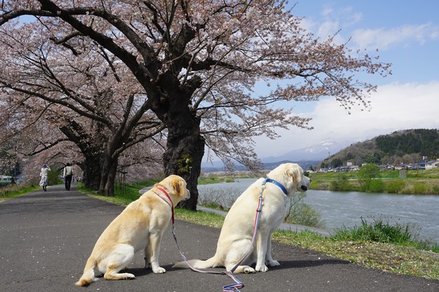 名残桜