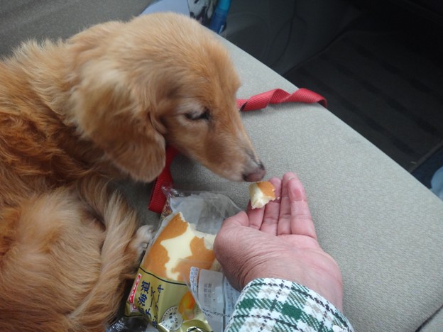 いただき物を食べます
