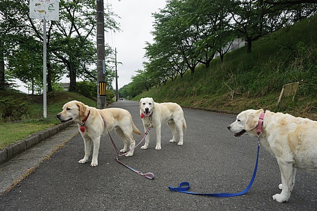 親子で散歩