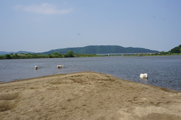 夏日ですから