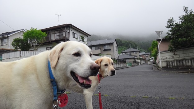 山は霧