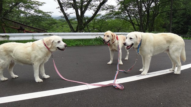 午後のお山は