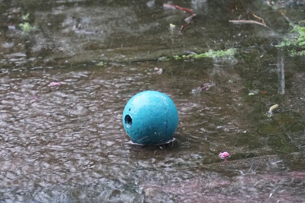 雨
